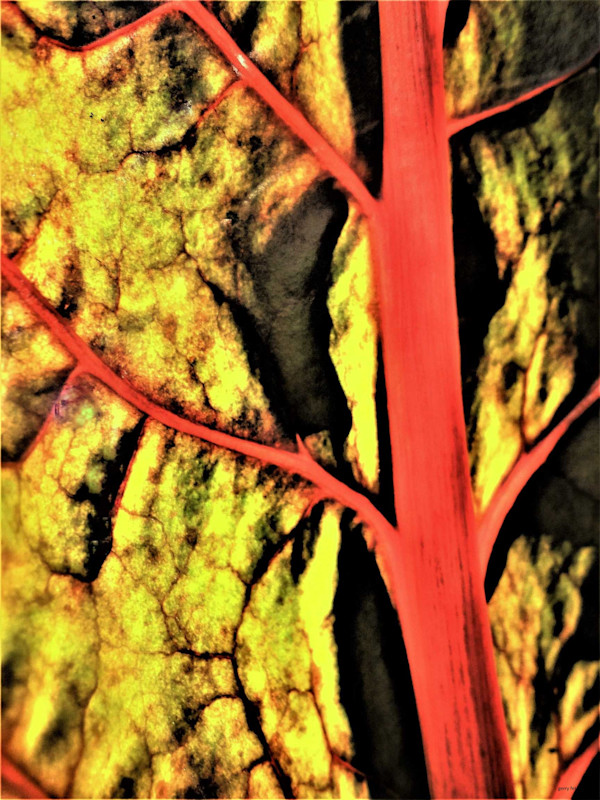 Tendrils by GERRY FELDMAN