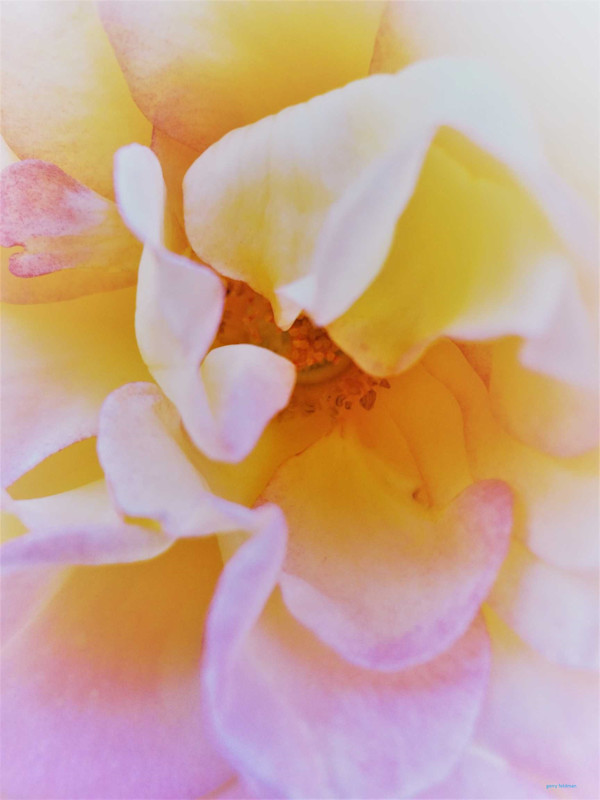 Flower in Yellow by GERRY FELDMAN