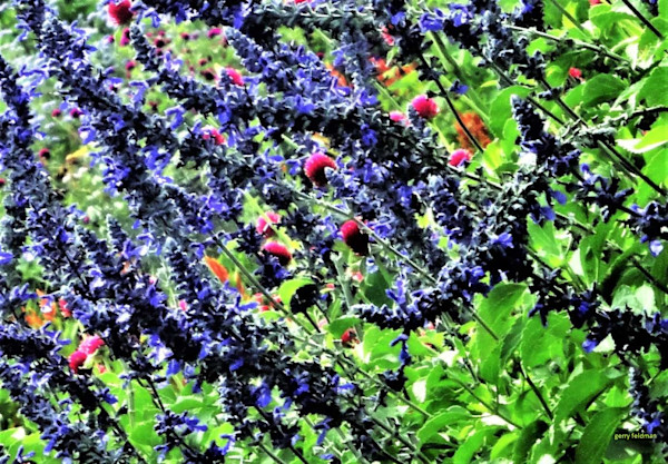 Bush in GreenBlueRed by GERRY FELDMAN