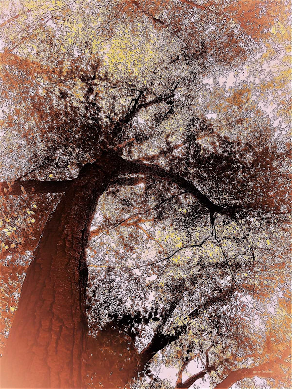 Tree of Wonder by GERRY FELDMAN