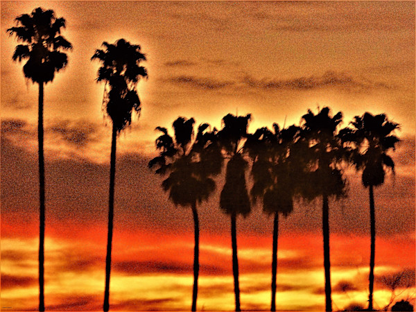 7Palms by GERRY FELDMAN