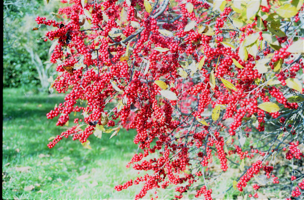 Beauty in Red by GERRY FELDMAN