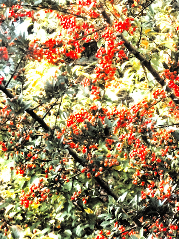 Berries by GERRY FELDMAN, Image 1.
