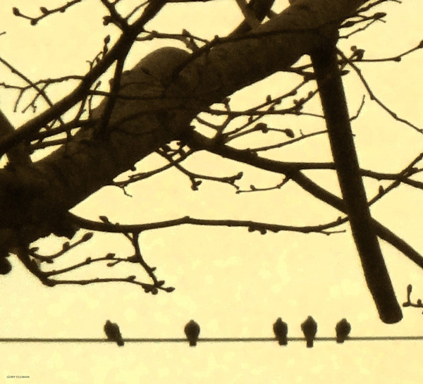 Birds on a Wire by GERRY FELDMAN