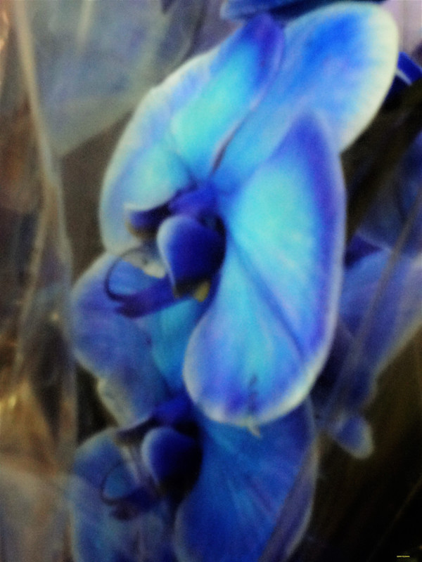 Blue Defensive by GERRY FELDMAN, Image 1.