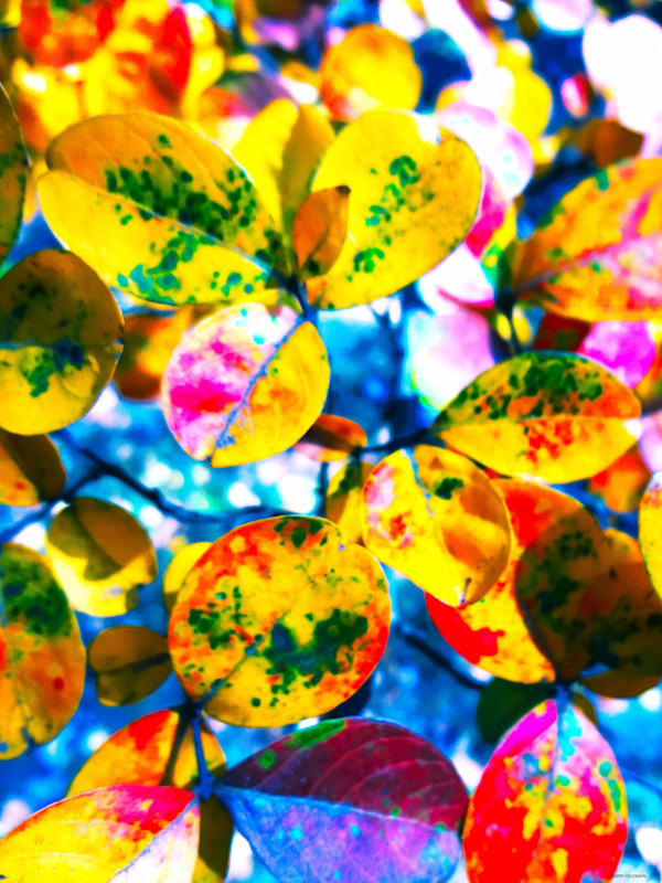 Chips by GERRY FELDMAN