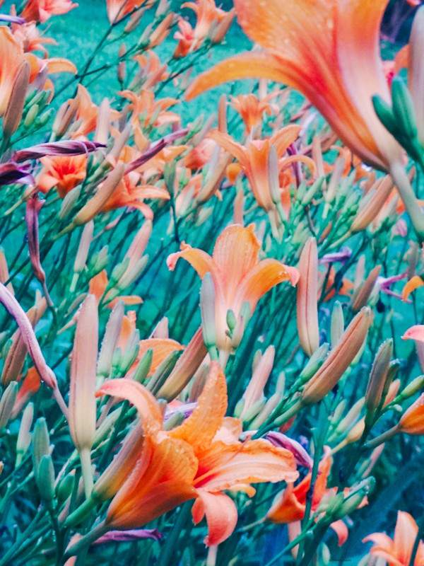 Daylilies by GERRY FELDMAN, Image 1.