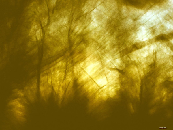 Ditka by GERRY FELDMAN