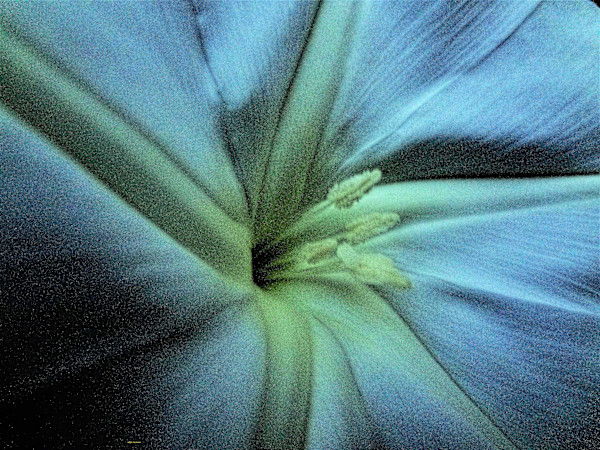 Dynamic Flower by GERRY FELDMAN