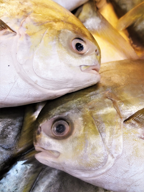 Fish Love by GERRY FELDMAN, Image 1.