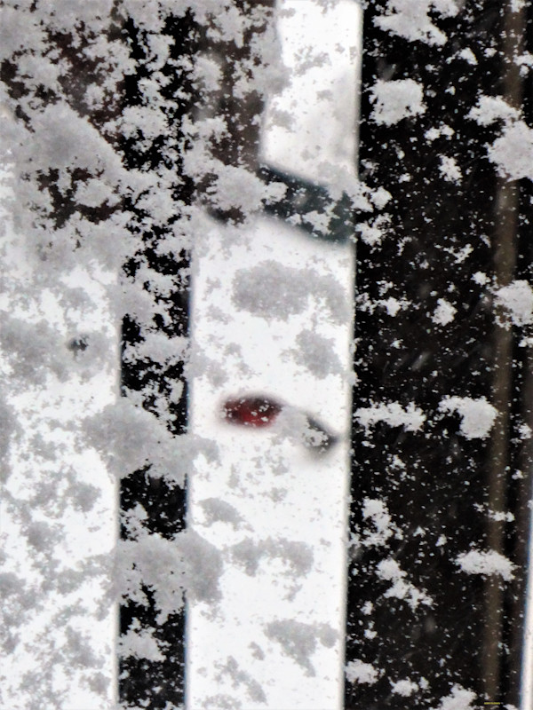 Flakes by GERRY FELDMAN, Image 1.