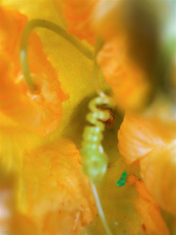 Flower Spiral by GERRY FELDMAN