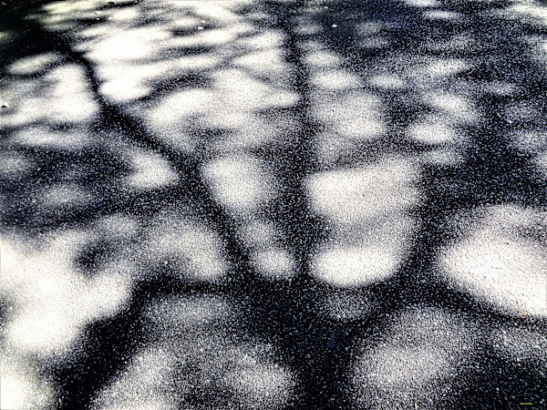 Gnarled Scape by GERRY FELDMAN, Image 1.