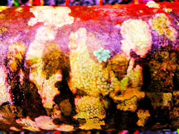 Happiness for All by GERRY FELDMAN