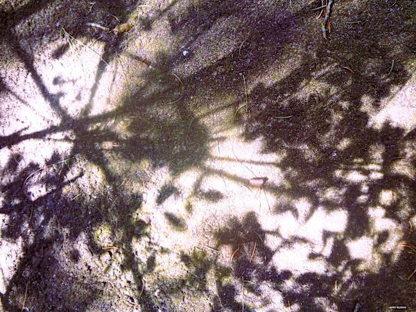 In the Woods by GERRY FELDMAN