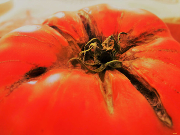 Juicy Tomato by GERRY FELDMAN