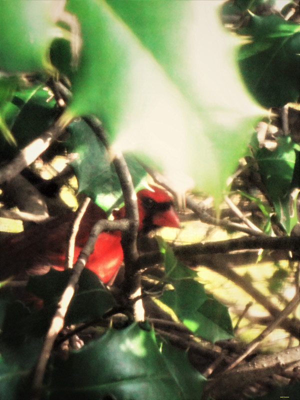 Masked Singer by GERRY FELDMAN, Image 1.