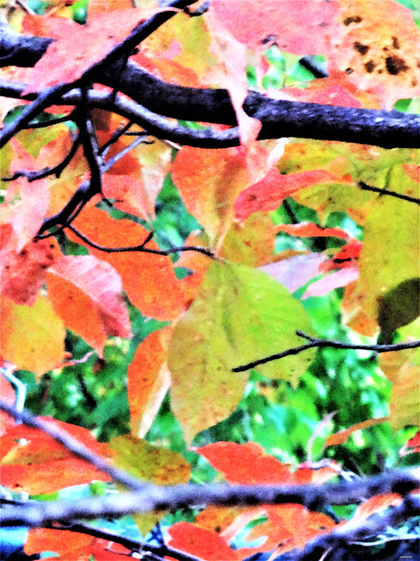 On A Late Fall Day by GERRY FELDMAN, Image 1.