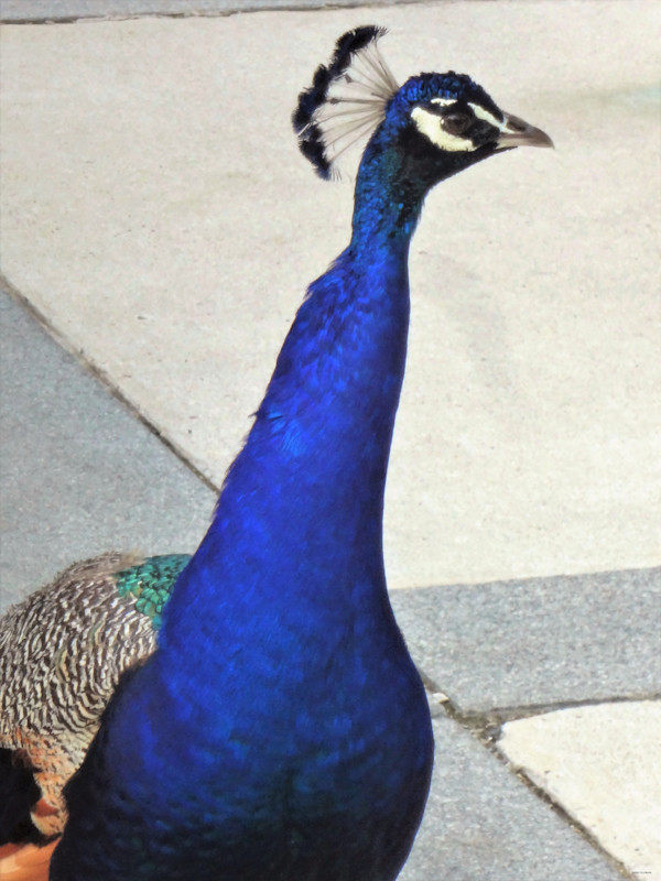 Peacock at the Crossroad by GERRY FELDMAN, Image 1.