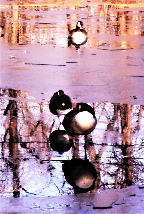 Penguin Party by GERRY FELDMAN