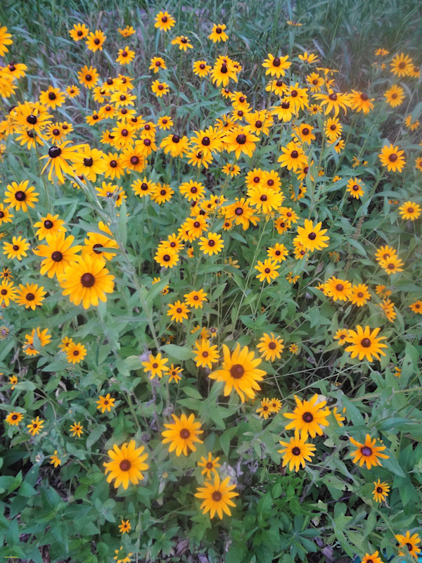 Plethora by GERRY FELDMAN