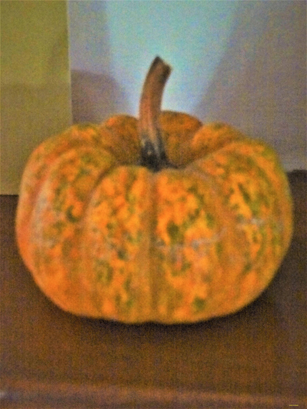 Pumpkin by GERRY FELDMAN