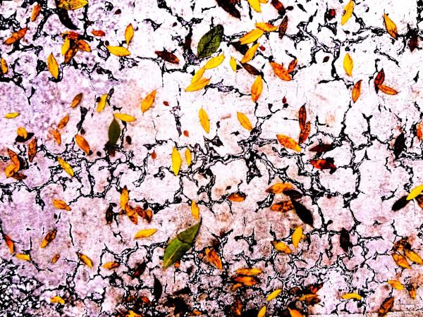 Scattering by GERRY FELDMAN