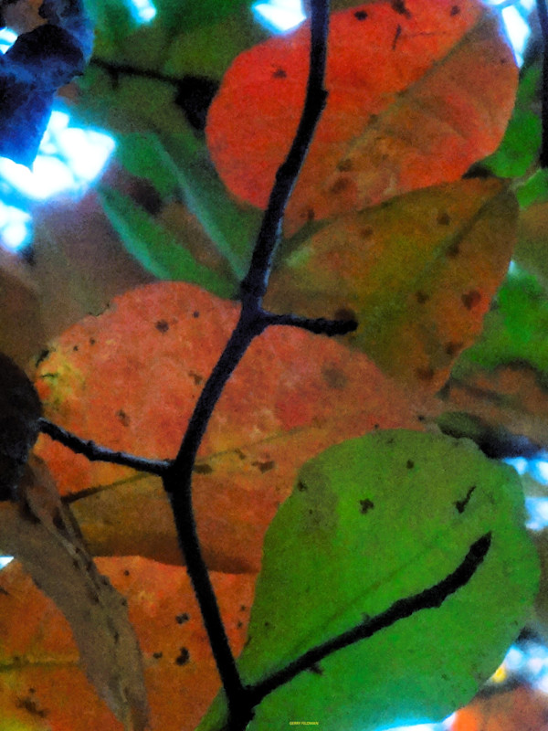 Softly by GERRY FELDMAN, Image 1.