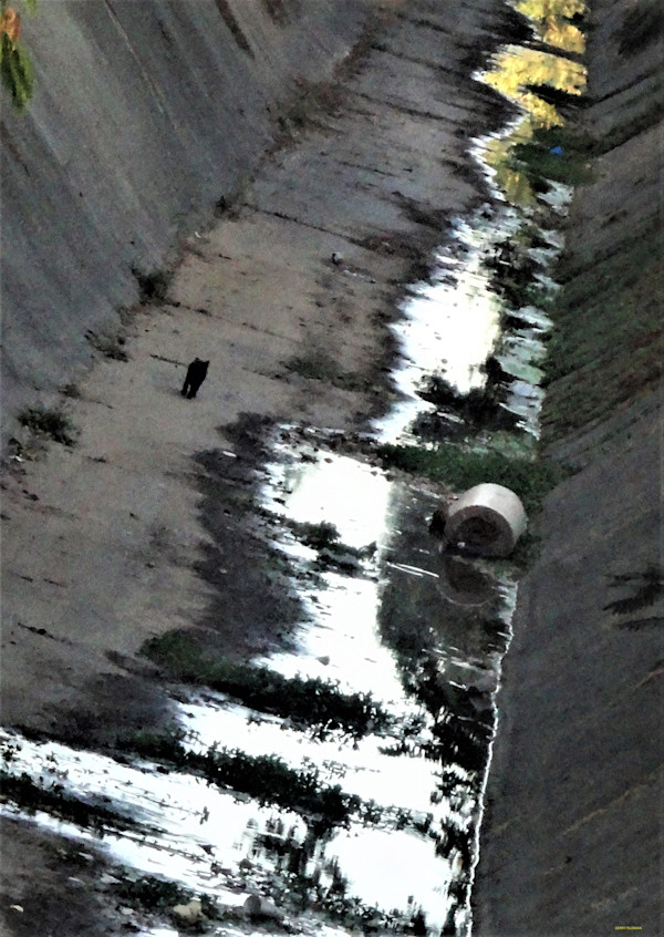 The Slough by GERRY FELDMAN