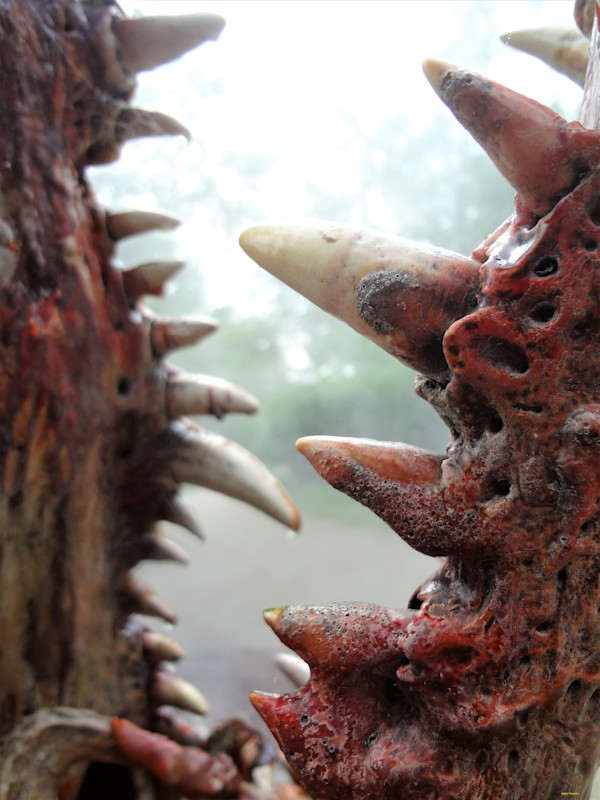 What_Teeth! by GERRY FELDMAN, Image 1.