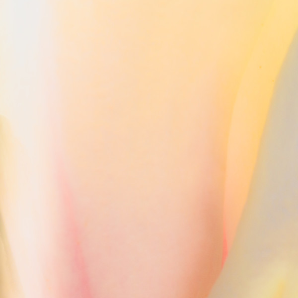 Essence of Magnolia #2 by Neil Berkowitz