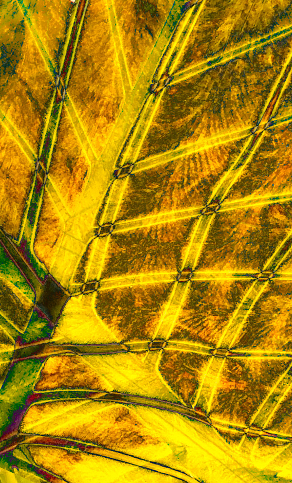 Frond's Eye View by Neil Berkowitz, Image 1.
