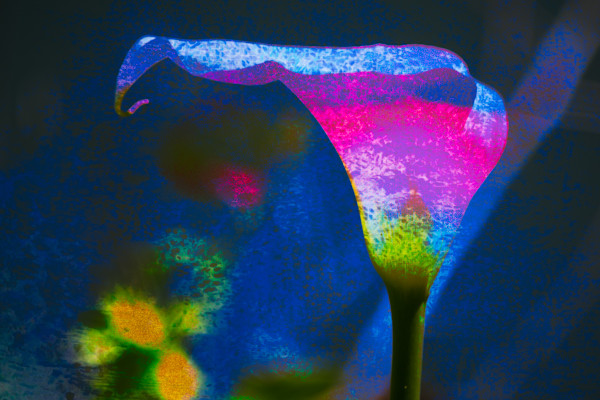 Golden Gate Lily by Neil Berkowitz, Image 1.