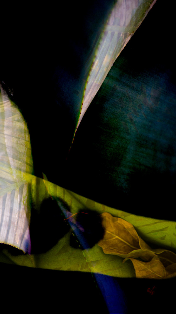 Paris Overgrowth #1: Afternoon at Les Grandes Serres by Neil Berkowitz, Image 1.