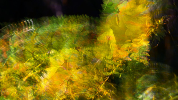 Overgrowth, Ravenna Park #27 by Neil Berkowitz, Image 7.