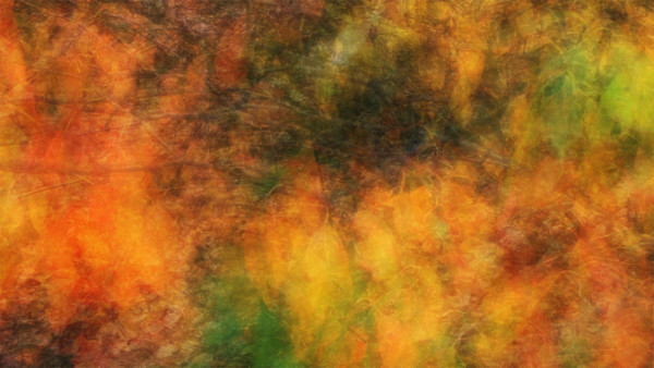 Overgrowth, Washington Park Arboretum_#17 by Neil Berkowitz, Image 1.