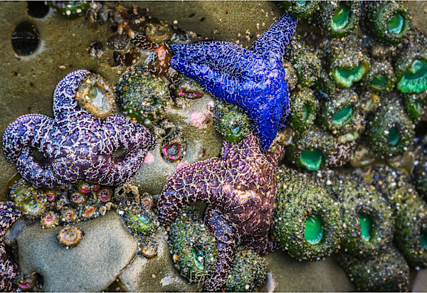 Tidepools at Ruby Beach by Fred Gaston, Image 1.
