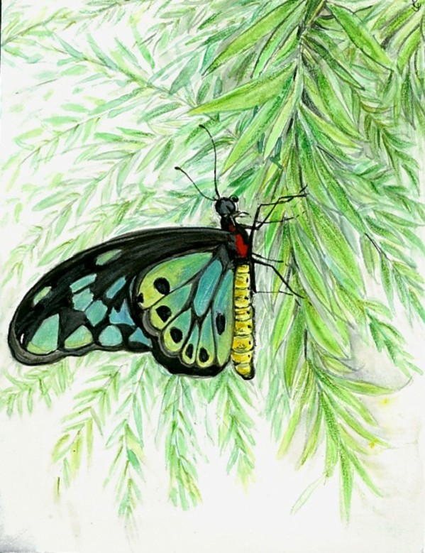 Butterfly-02 by Rajshree Jena