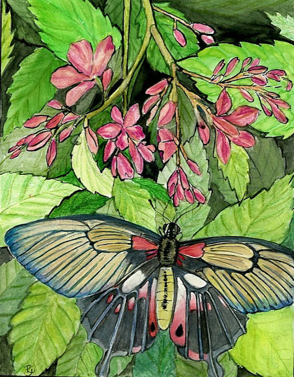 Butterfly-03 by Rajshree Jena