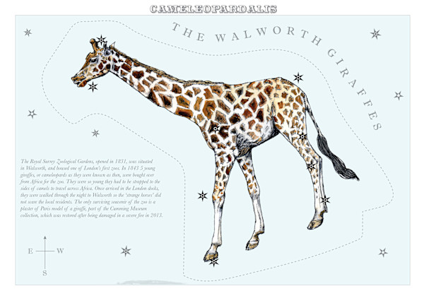 Cameleopardalis (Giraffe) by Anna Walsh