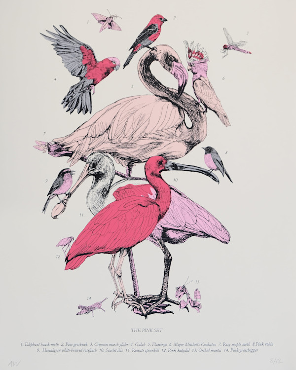 The Pink Set by Anna Walsh, Image 1.