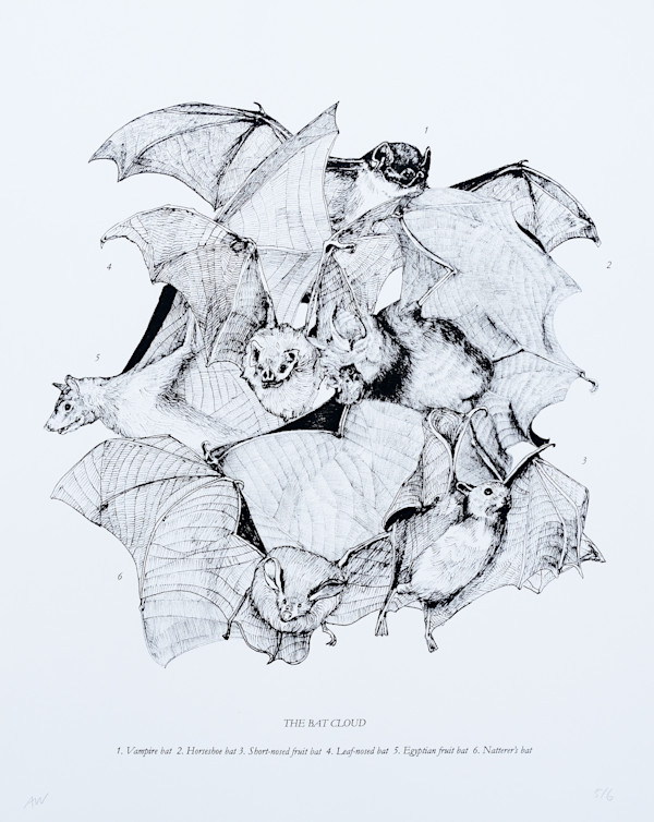 The Bat Cloud by Anna Walsh, Image 4.