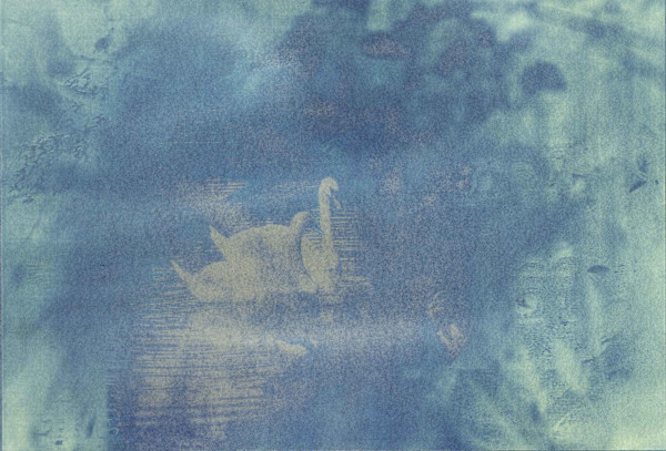 Cygnus Reverie by Anna Walsh, Image 1.