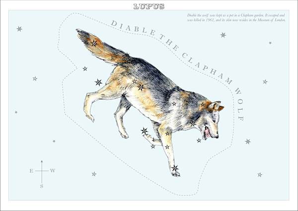 Lupus (Wolf) by Anna Walsh, Image 13.