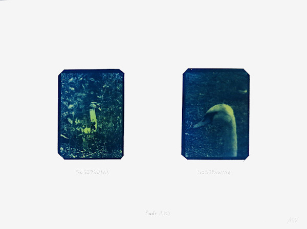 Cygnus Suite -Sadr A (7) by Anna Walsh, Image 1.