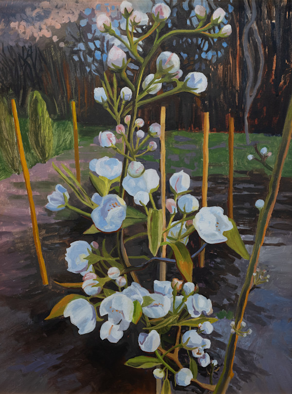 Pear Blossoms by Patricia Pardini, Image 1.