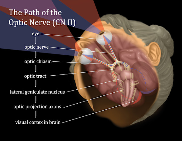The Path of the Optic Nerve (CN II) by Adyson McCullough