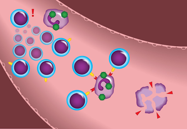 T-Cells Editorial by Adyson McCullough