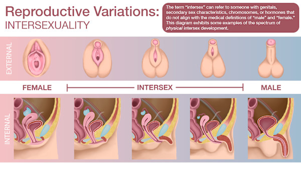 Reproductive Variation by Adyson McCullough