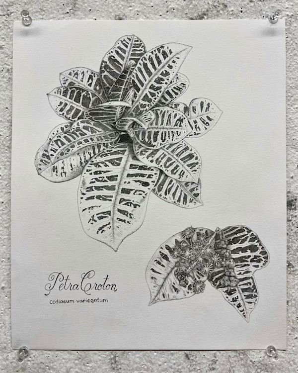 Petra Croton Botanical Plate by Adyson McCullough